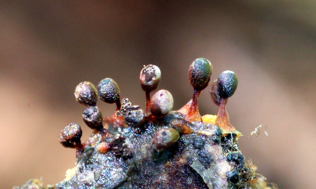 Craterium cf obovatum